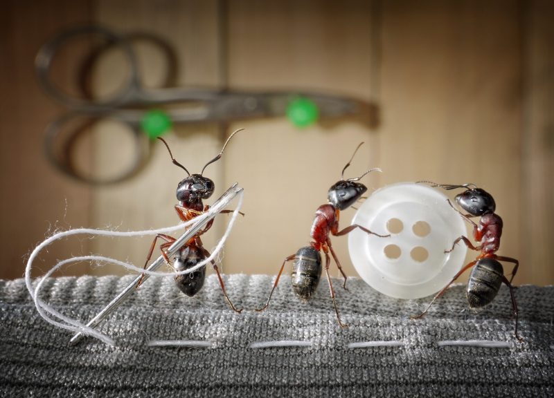 Картинки по запросу Веселая муравьиная жизнь в фотографиях Андрея Павлова