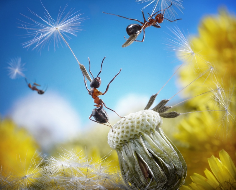 Картинки по запросу Веселая муравьиная жизнь в фотографиях Андрея Павлова
