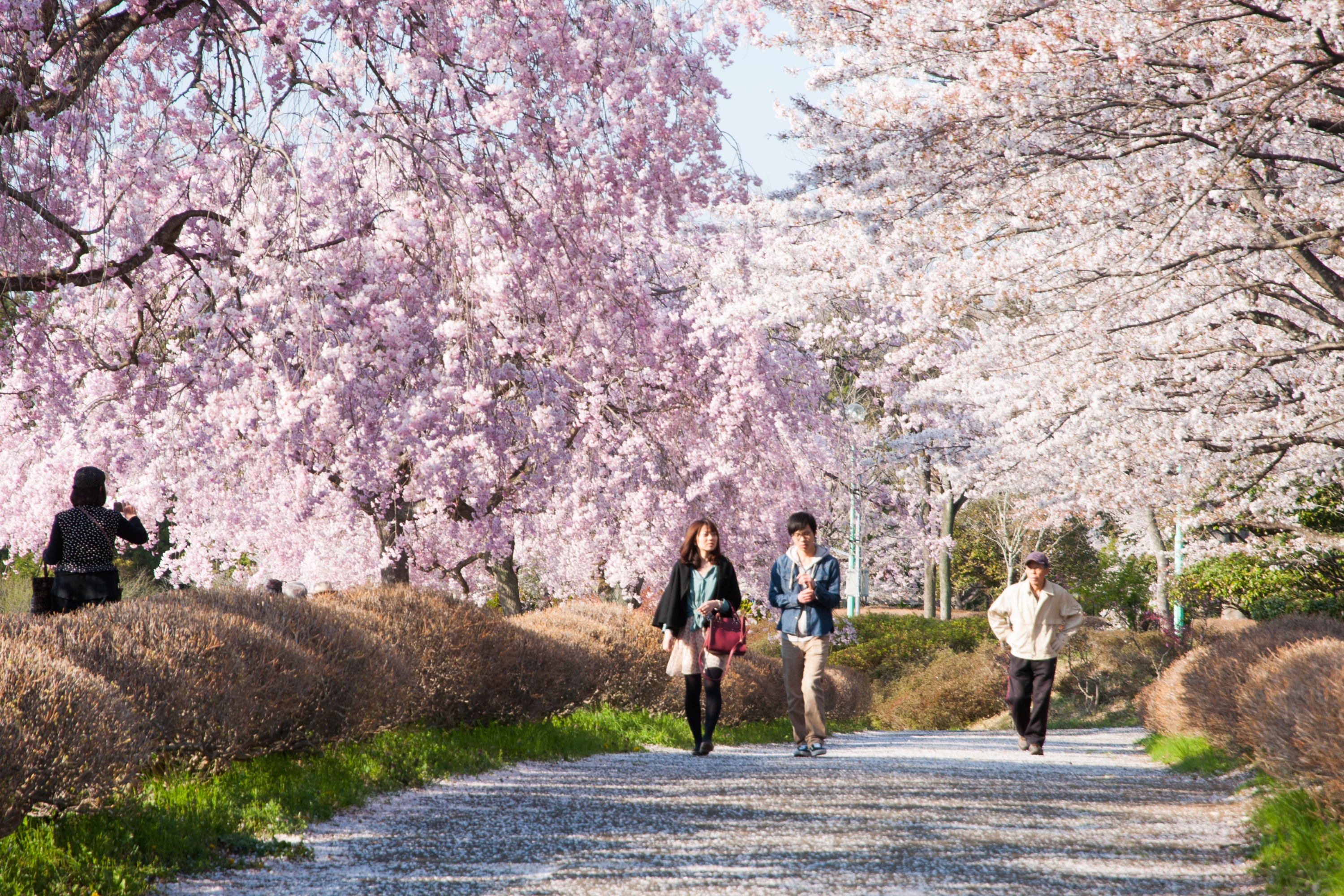 Тур в Японию на цветение Сакуры