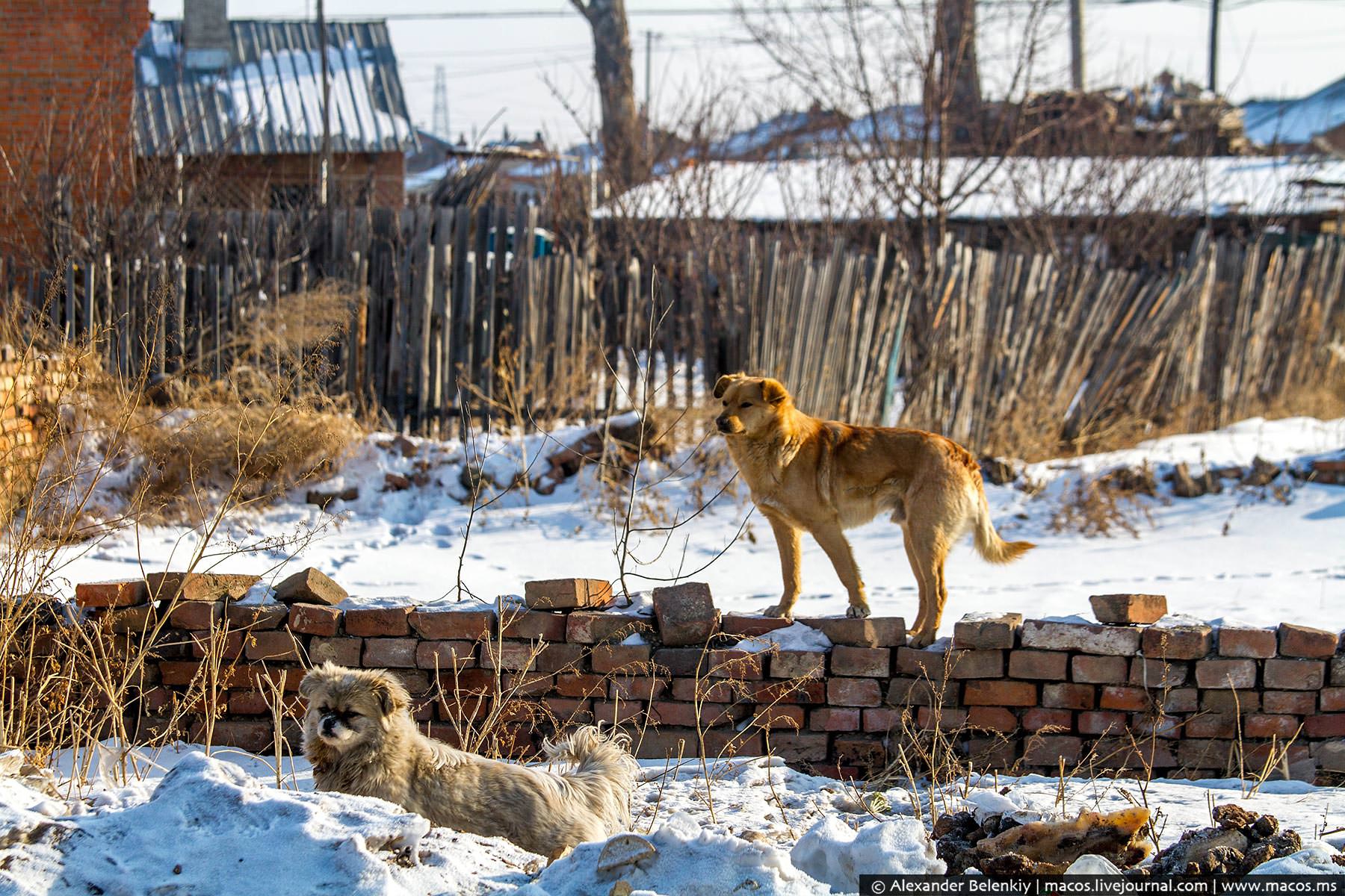 Собака в деревне