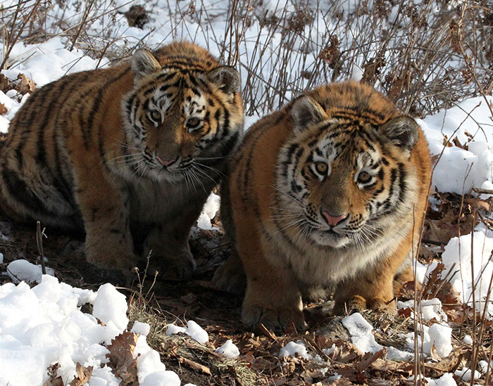 Как проводится "перепись" амурских тигров