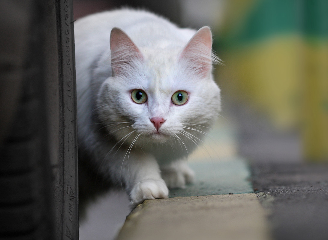 Кот в москве