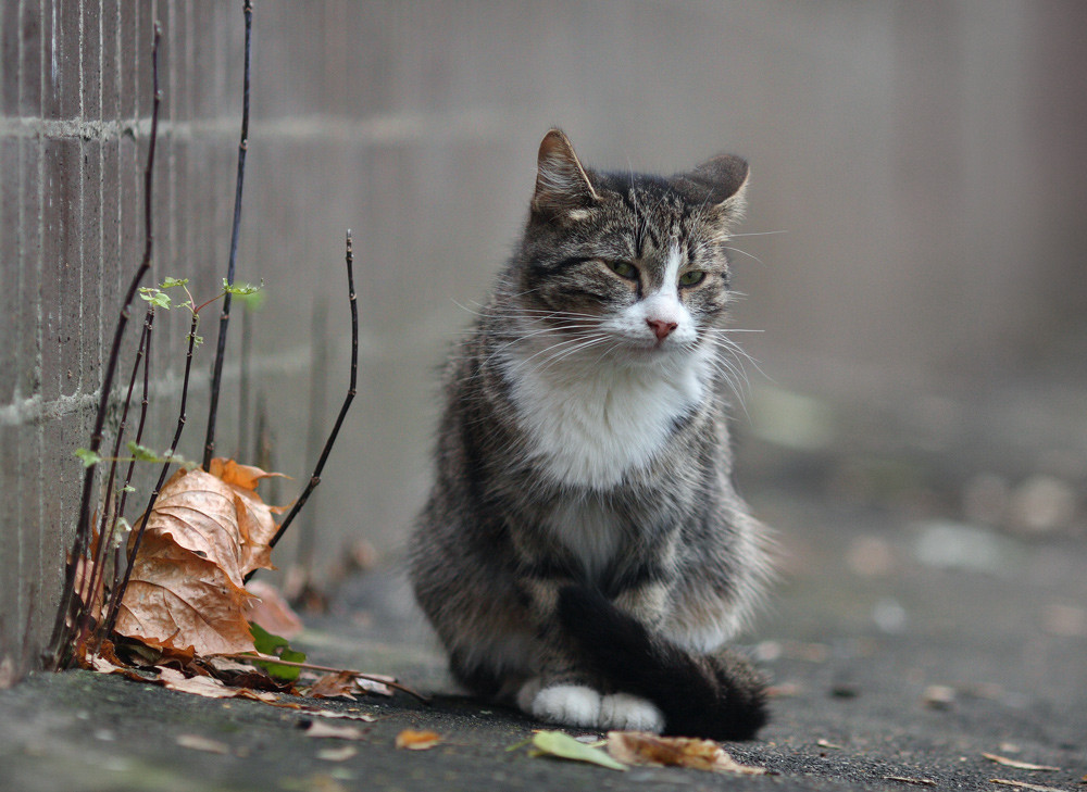 Фото несчастный котенок