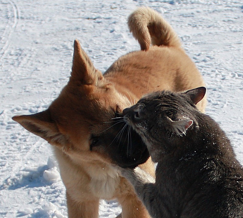 Неразлучные друзья есть. Кот Платон и собака Булька. Дружба кошки и собаки. Кошка и собака друзья. Собака с кошкой дружат.