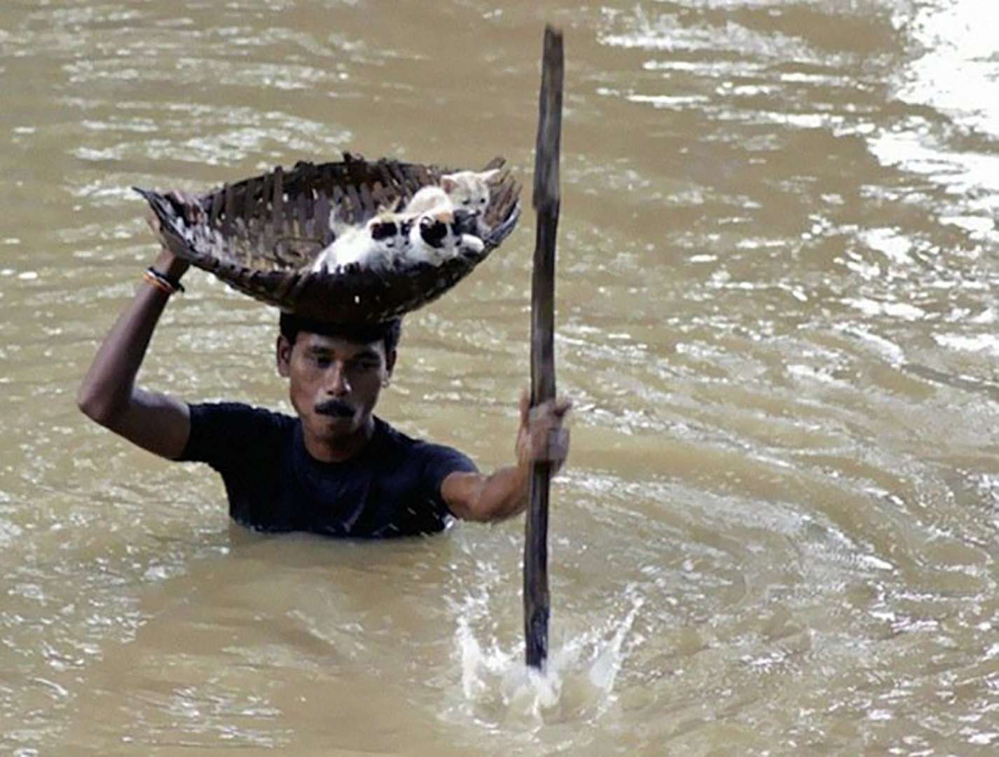 Человек спасается от животных