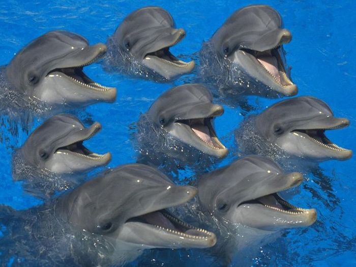 Насколько умны дельфины?