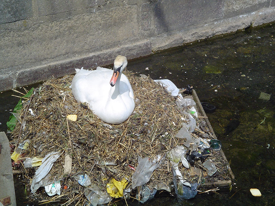 21. Гнездо из мусора загрязнение, мир, фото