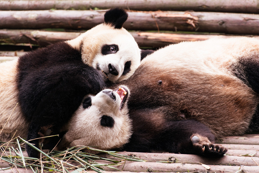 Скучающие, задумчивые и забавные панды животные, панды, фото