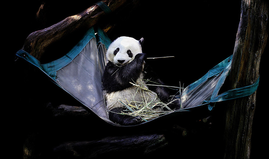 Скучающие, задумчивые и забавные панды животные, панды, фото