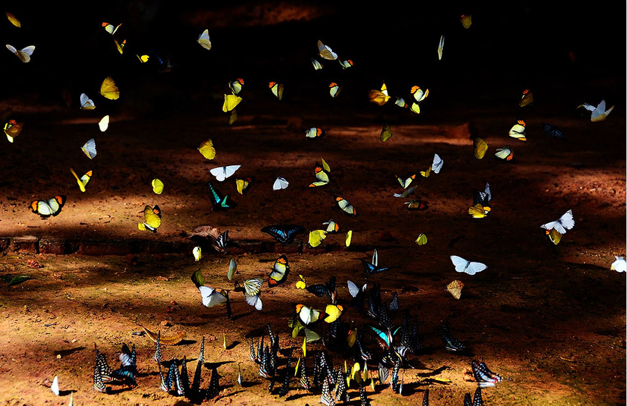 Стая бабочек. Множество бабочек. Очень много бабочек. Много летающих бабочек. Бабочек легкая стая