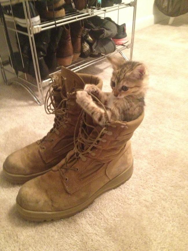 Дамская обувь коты