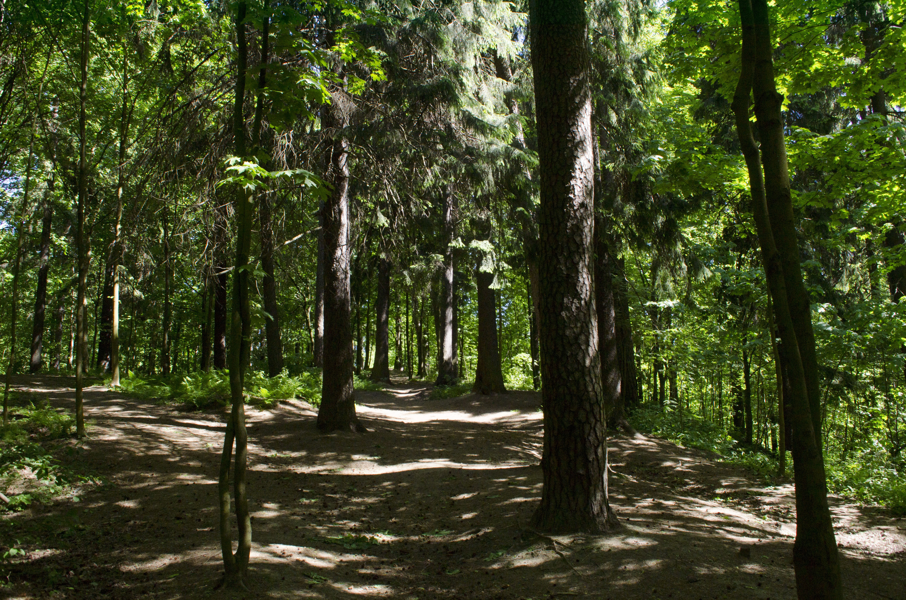 Шуваловский лес СПБ