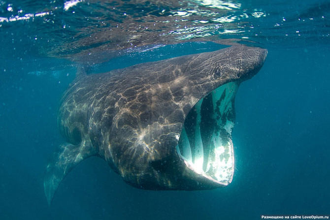Гигантская акула животные, факты