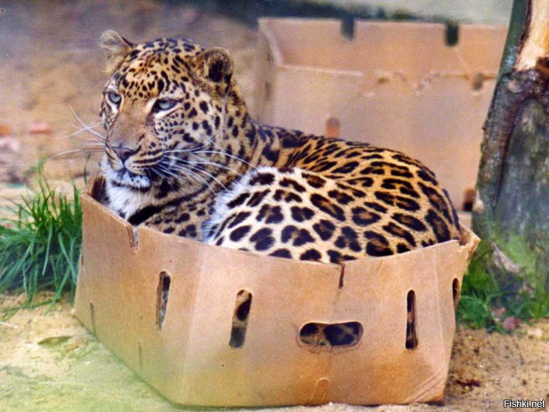 коты любят коробки ? лев тоже запрыгнет в коробку? интересно
