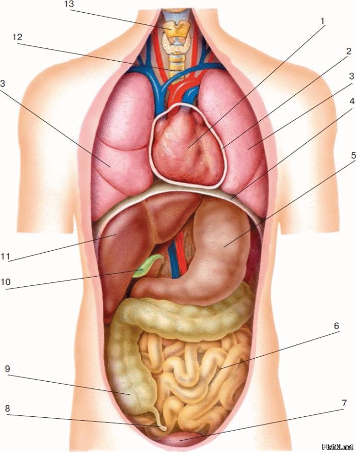 Внутренняя часть человека. Расположение внутренних органов. Расположение органов у человека. Анатомия человека внутренние органы. Анатомическое расположение органов.