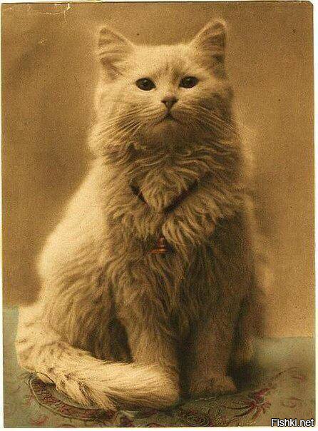 Пост не полный! Первая в мире фотография котика﻿)) (примерно 1880-1890)