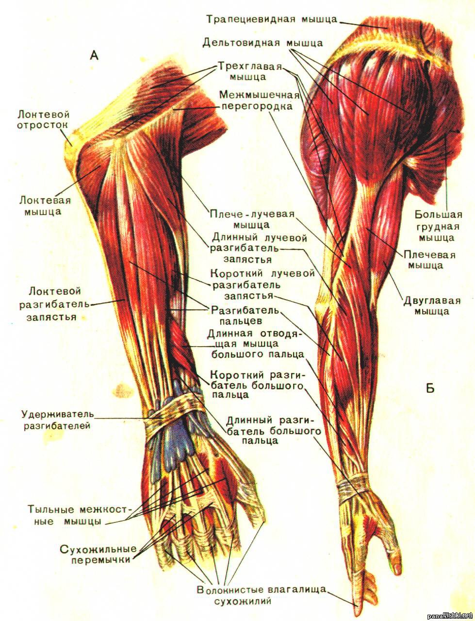 Анатомия локтевых связок. Мышцы предплечья анатомия человека. Сухожилия локтевого сустава анатомия. Мышцы предплечья разгибатели анатомия. Мышцы предплечья атлас.
