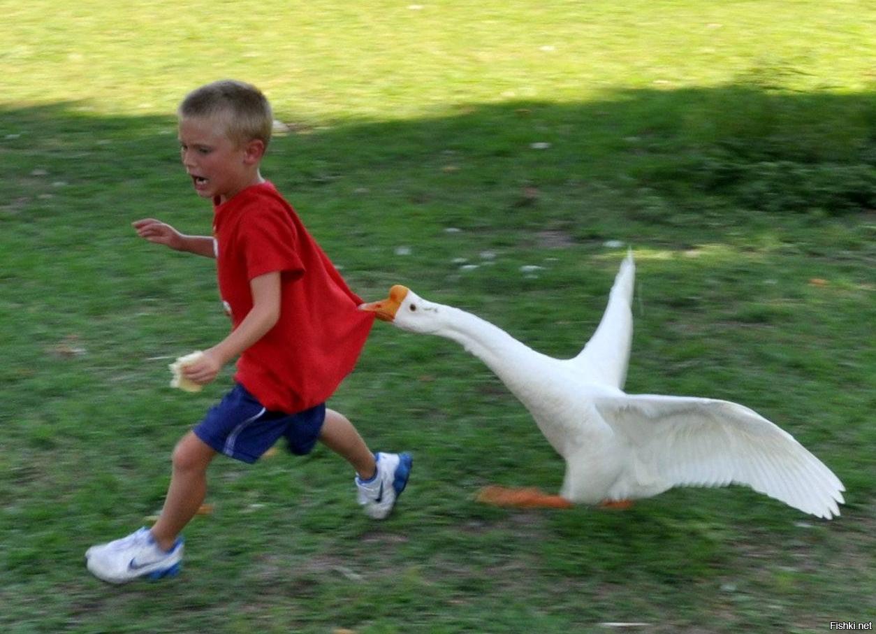 воруй убивай еби гусей Еби воруй гусей убивай