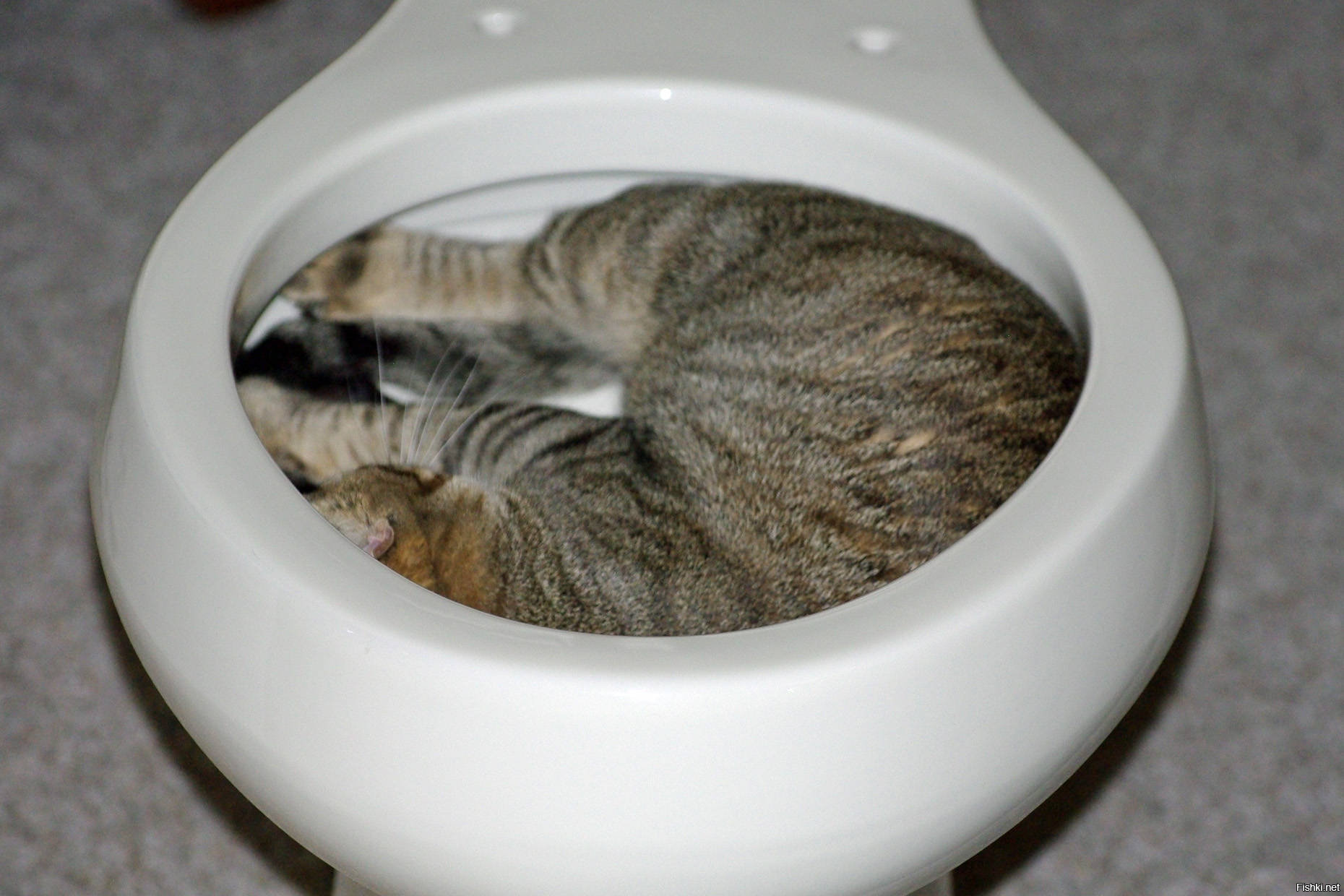 Кот пописал не в лоток. Кот на унитазе. Кот в туалете. Кот какает. Туалетный котенок.