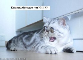 Удивленный кот по кличке Герман