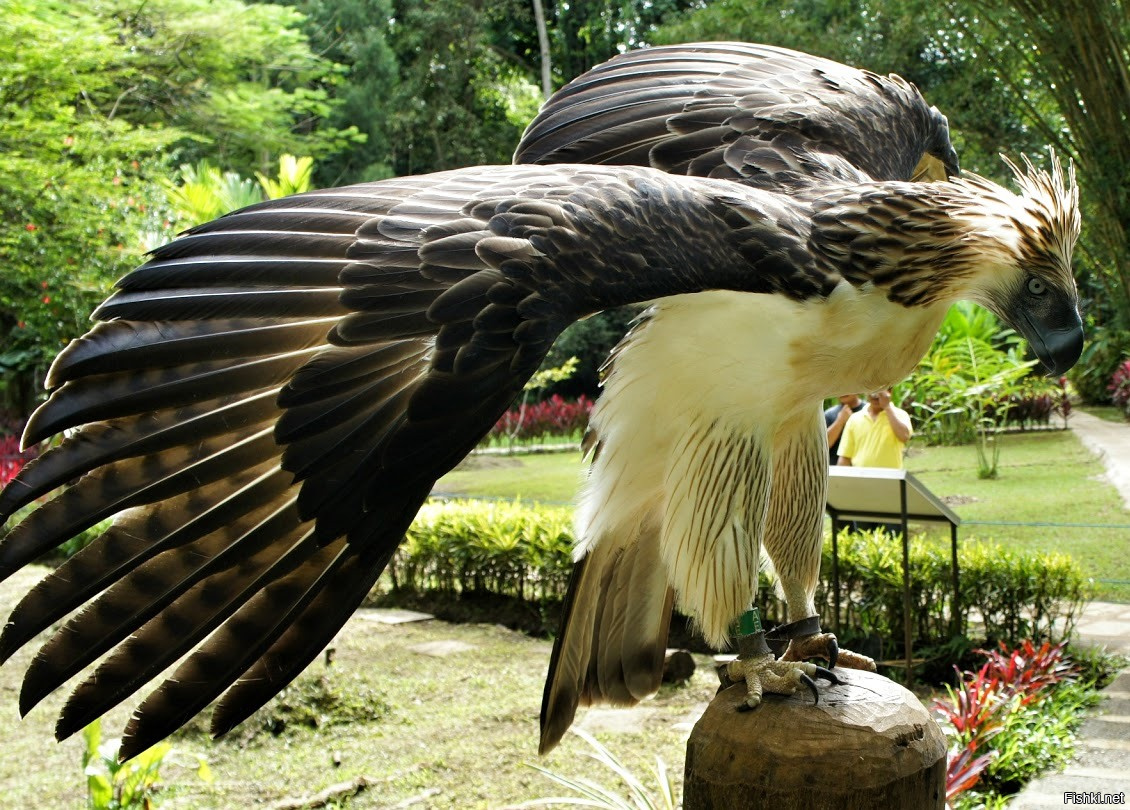 Картинка большой птицы. Андский Кондор Гарпия. Орел Гарпия обезьяноед. Филиппинская Гарпия-обезьяноед. Андский Кондор размах крыльев.