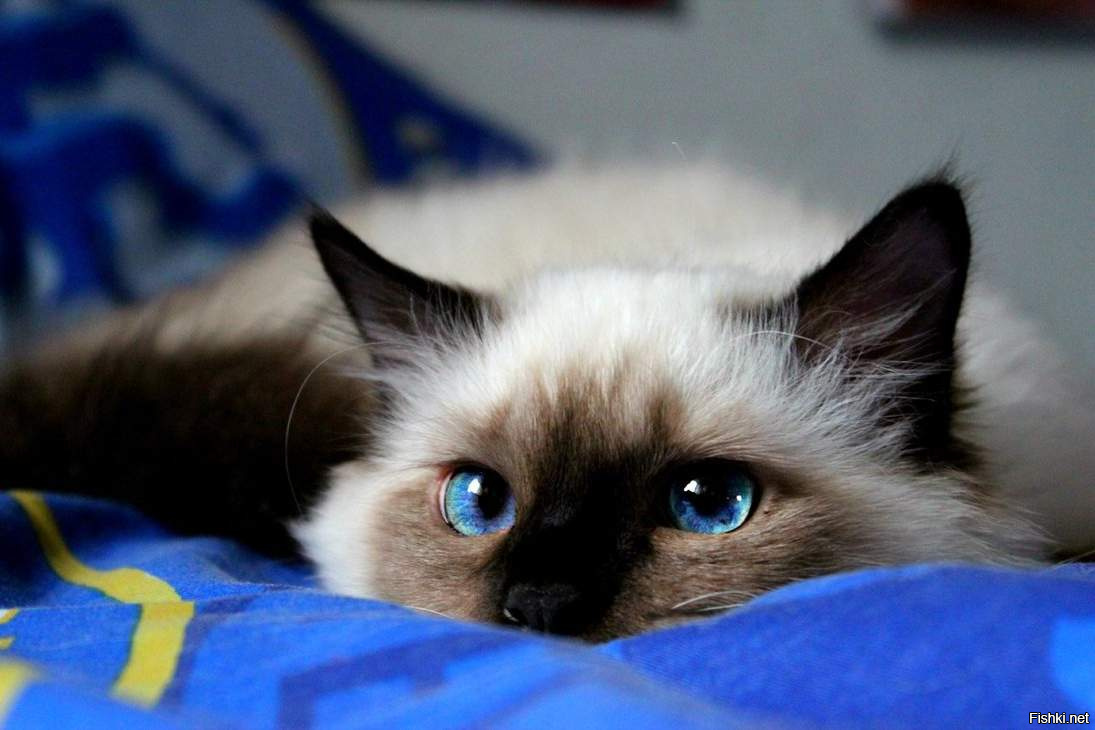 порода священная бирма. Изумительная кошка.