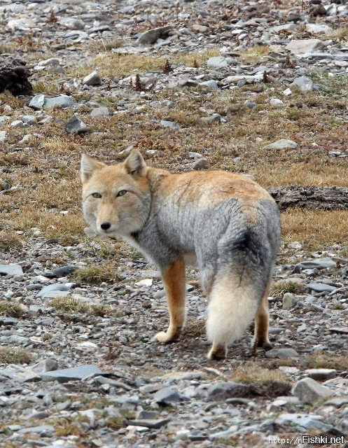 Тибетские лисички. Взгляд как у человека