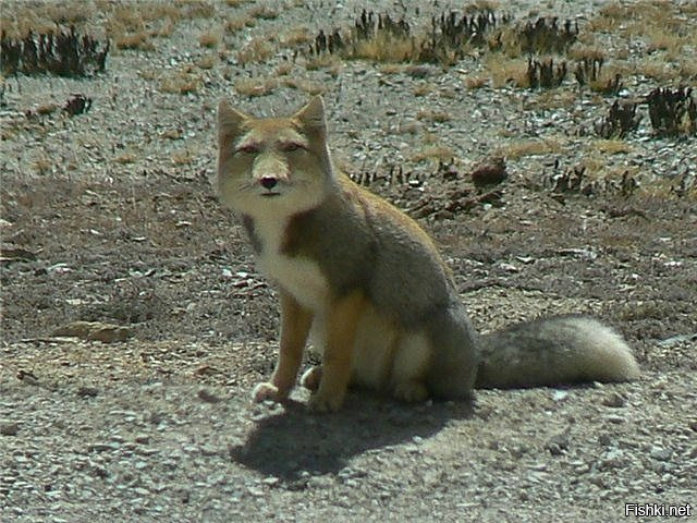Тибетские лисички. Взгляд как у человека