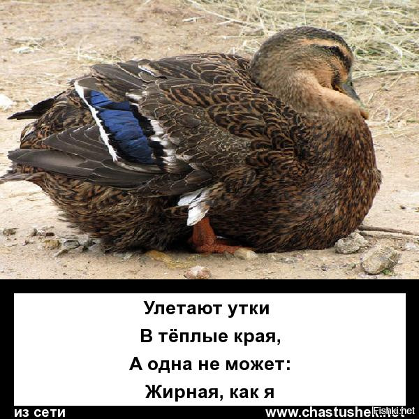 демотиваторы про утку быть, потому