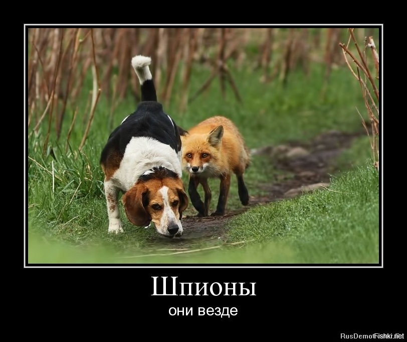Тебя, шпион картинки юмор