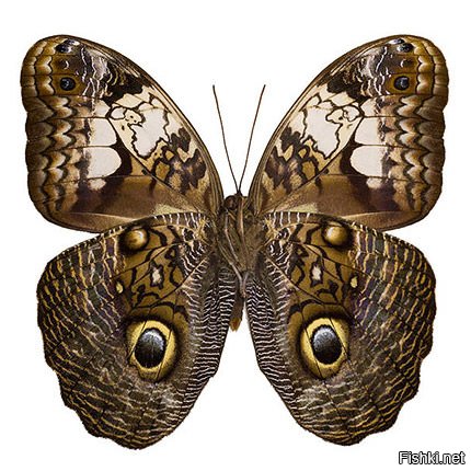 Бразильская бабочка калиго  - которая совой прикидывается.