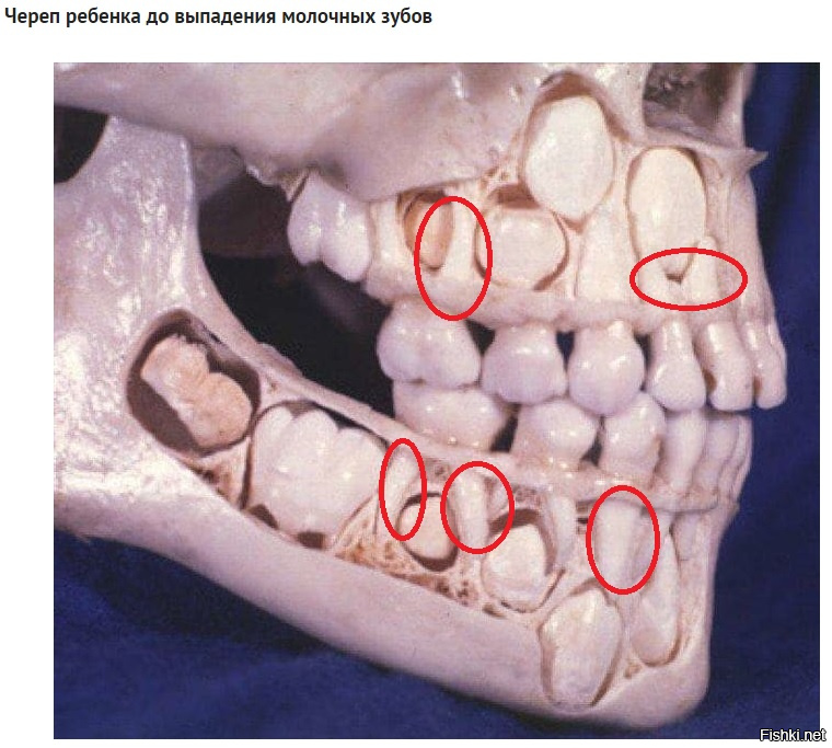 Я конечно не оспариваю знания Тса, но как у ребенка на молочных зубах могут быть корни!?

Данный снимок, скорее всего, относится к "мутации" когда у человека под коренными зубами растут еще одни коренные.