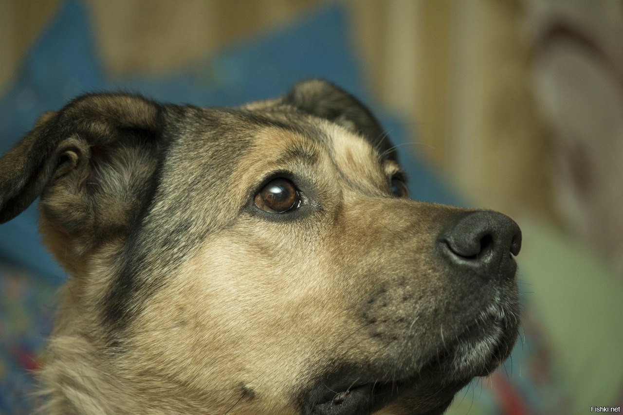 Вырастет пес. Рос собака. Собака с флагом России. HJC собака фото. Собаки России фото домашние.