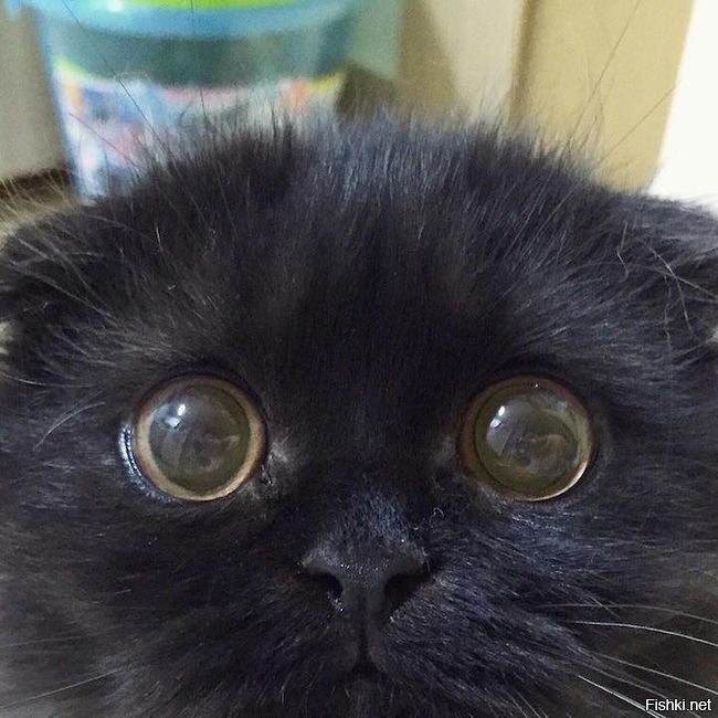 Хозяину этого котея не нужно зеркало покупать - в его глаза смотреться можно