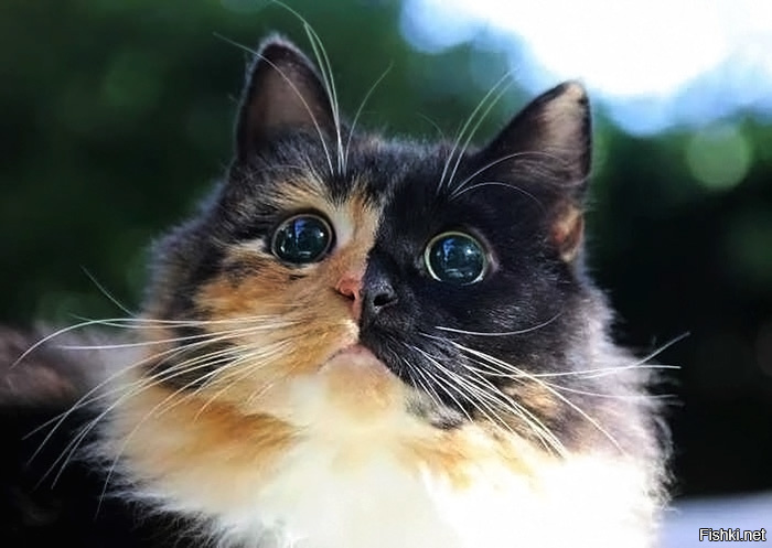 Кошки, которые "строят глазки" своим хозяевам
