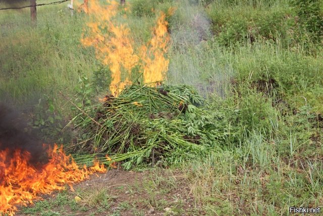 поля конопли ссср поля конопли ссср