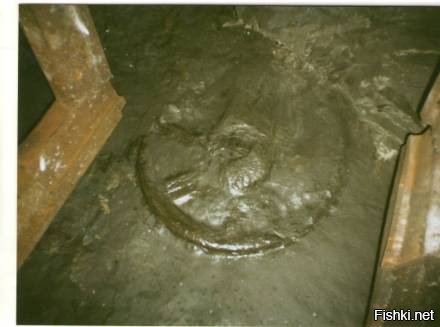 Окаменелость очень похожая на колесо,найдена на одной из Донецких шахт.