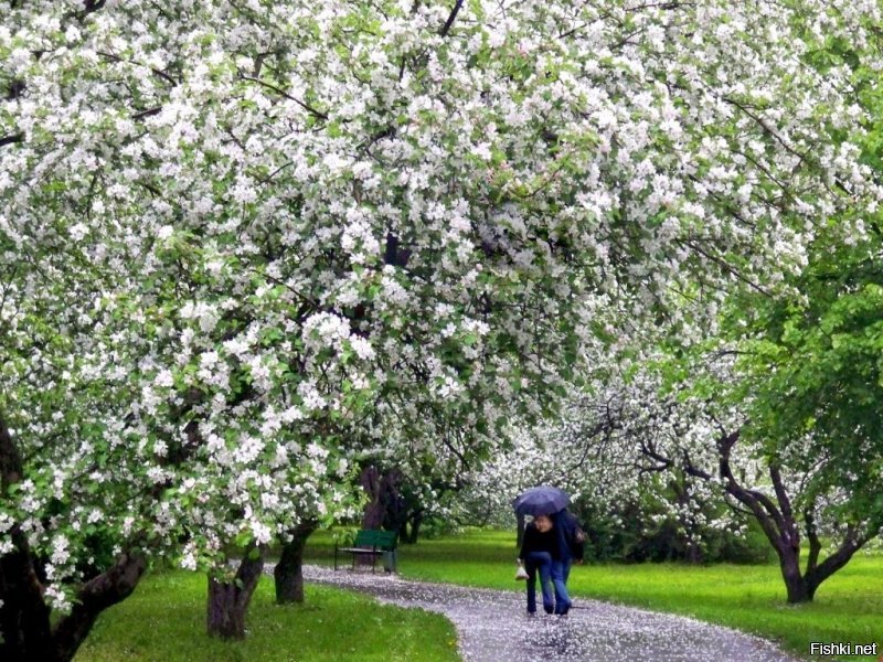 Когда яблони расцветут,
Я приду к тебе с цветами.
Ты посмотришь в окно - я уже тут,
Стою с босыми ногами.....(с)
Сакура это конечно красиво, но лично мне больше по душе цветущие яблоневые сады.