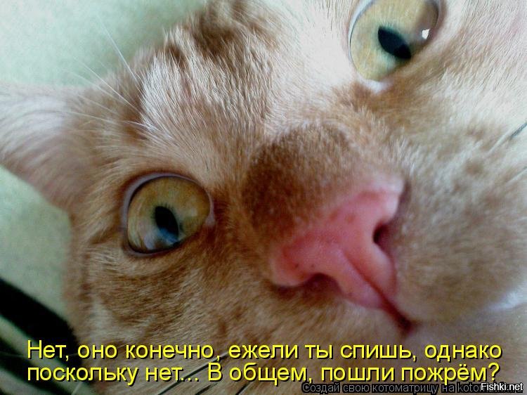 Котики смешные картинки с надписями хотят спать, красивые открытки