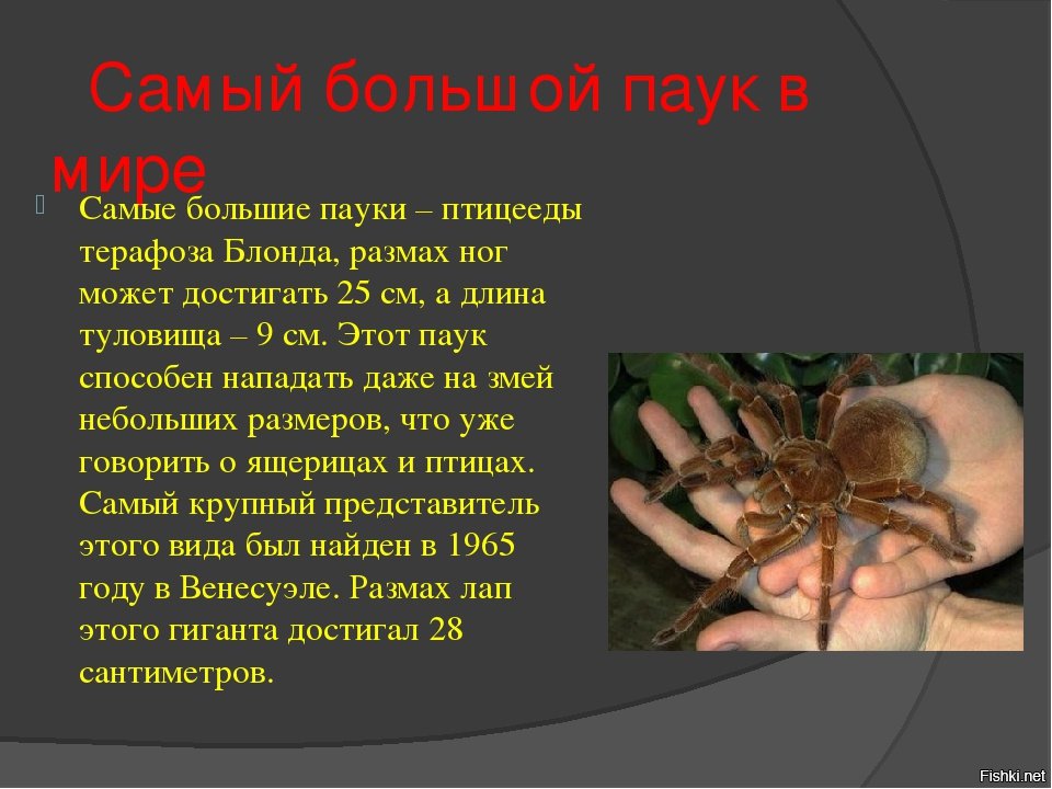 Адаптация паукообразных. Рассказ о пауках. Сообщение о пауке. Рассказ о паукообразных. Сообщение на тему пауки.