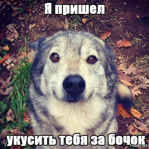 получить а не укусить ли тебя за бочок картинки сорокина молодая