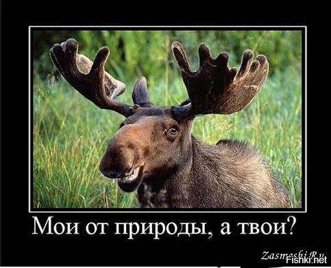 Рогатый муж застукал жену — photo 6