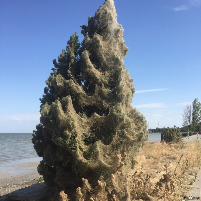 Остров айтолико с пауками фотографии