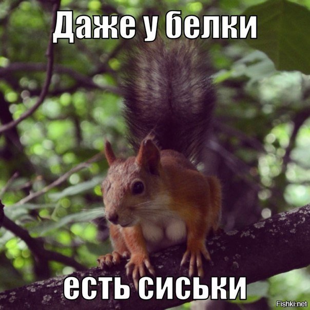 Картинки, картинка про белку с надписью