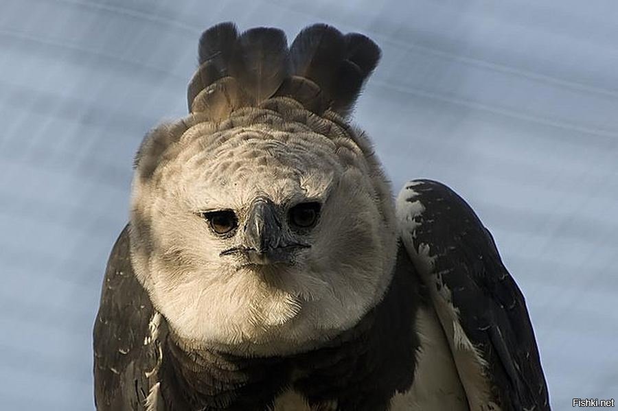 Южно американская гаврпия. Нашли гарпию. Южноамериканская гарпия полет. Орёл гарпия птенец. Южно африканская гарпия.
