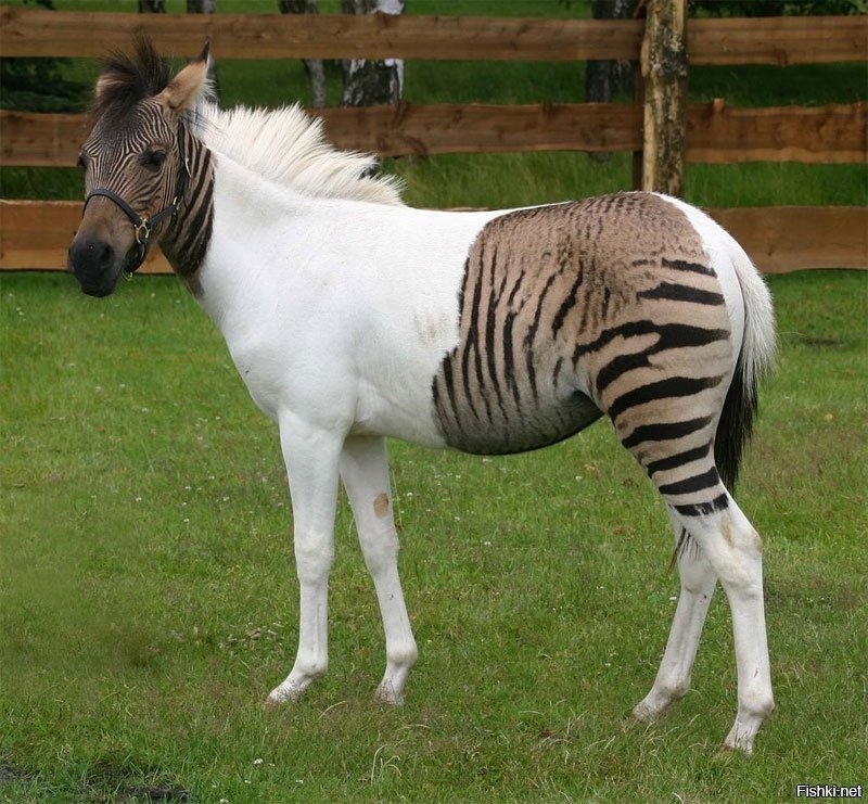 Зеброид - гибрид зебры и лошади. Симпатичный. :)