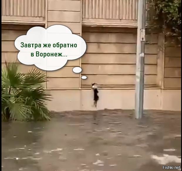 Кот своими силами пытается спастись от наводнения 