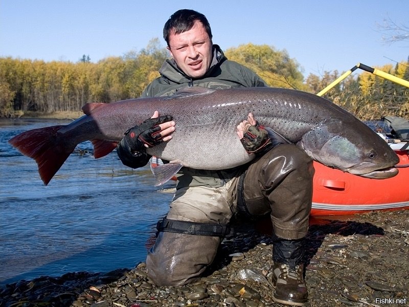 Пресноводные монстры: 5 аномально больших рыб России