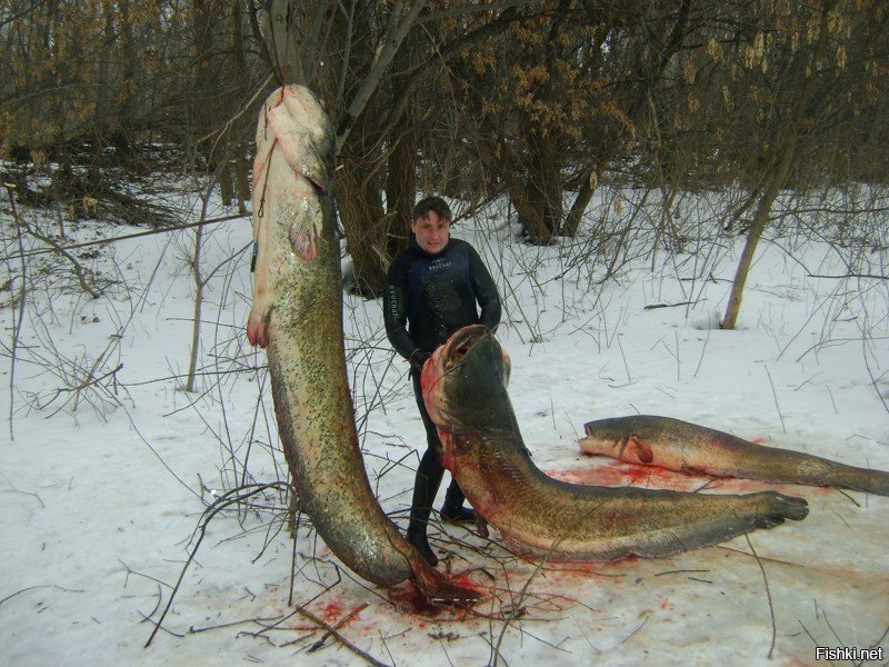 Пресноводные монстры: 5 аномально больших рыб России