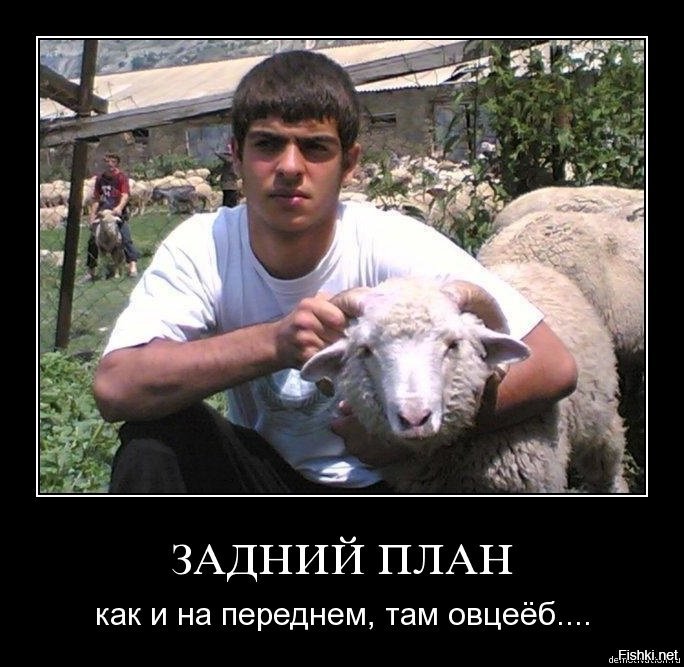 картинки даги и овцы обеспечивает